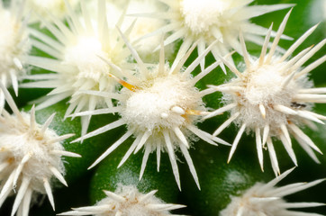 macro of beautiful sharp thorns cactus