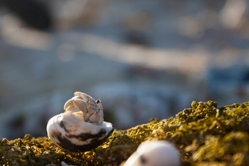 hermit crab