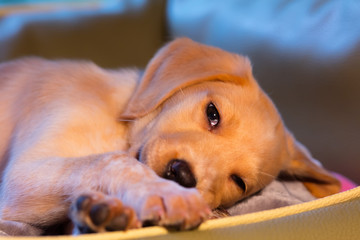 Labrador Puppy, Hund, Welpe, Hundebaby, Hundekind schlafend im Hundekorb