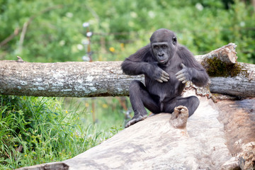 Gorille de 2 ans