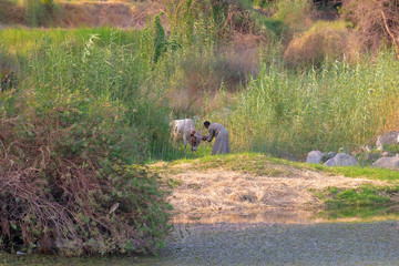 Nubian man brings his cows back home at sunset after they have been grazing in the outskirts of the village.