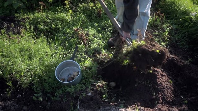 Digging potatoes. Harvesting homegrown organic potatoes from small garden plot.