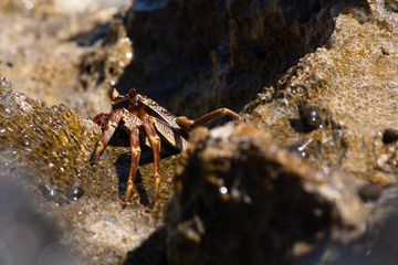 crab on the beach