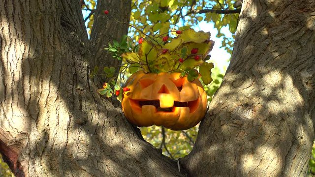 Spooky halloween pumpkin. Shooting on a tree in the wood.