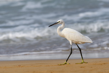 Little Egret Fishing on the Seashore