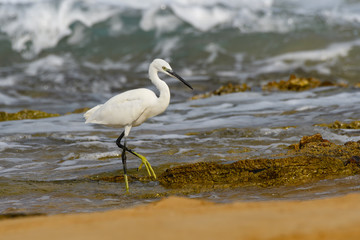 Little Egret Fishing on the Seashore