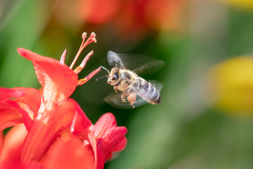 Eine Biene im Anflug auf eine Blüte der Garten Montbretie - Crocosmia Lucifer