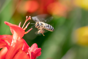 Eine Biene im Anflug auf eine Blüte der Garten Montbretie - Crocosmia Lucifer