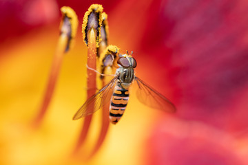 Hainschwebfliege - Episyrphus balteatus in einer Taglilien - Blüte, Hemerocallis