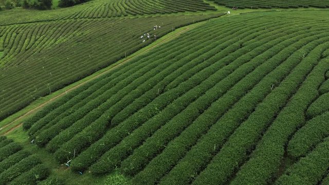 Worker picking up fresh green leave over beautiful tea plantation in Asian country, Chiangrai Thailand