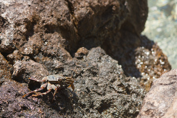 crab on beach