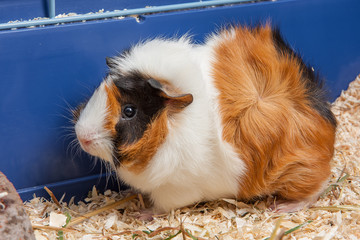 Meerschweinchen im Stall