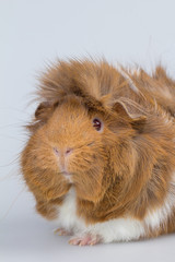 Fototapeta premium Meerschweinchen Portrait, Hochformat