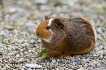 Glattes Meerschweinchen (Cavia aperea)