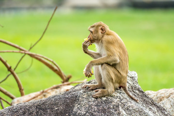 Monkey (Crab-eating Macaque) eating corn on the stone