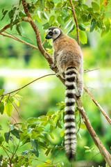 Ring- tailed Lemur (Lemur catta) on branch of tree