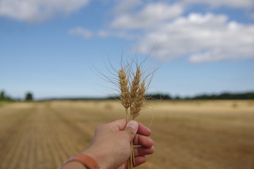 Fototapeta na wymiar 小麦畑