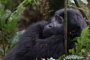 Mountain gorillas in the rainforest. Uganda. Bwindi Impenetrable Forest National Park. An excellent illustration