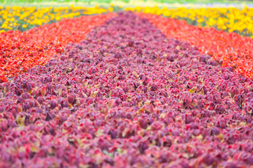 Perspective view on a flowerbed of red begonia flowers, purple and yellow decorative leaves of the coleus plant as background (shallow depth of field)