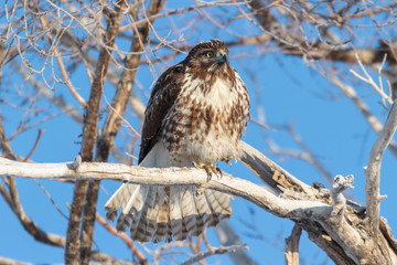 Red-Tailed Hawk Perched on a Tree Branch With a Clear Blue Sky Background