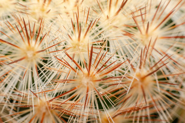 macro of beautiful sharp thorns cactus