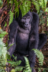 Mountain gorillas in the rainforest. Uganda. Bwindi Impenetrable Forest National Park. An excellent illustration