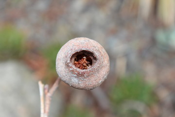 Seeds natural box of tree. Australia