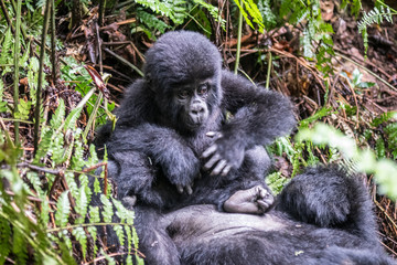 Mountain gorillas in the rainforest. Uganda. Bwindi Impenetrable Forest National Park. An excellent illustration