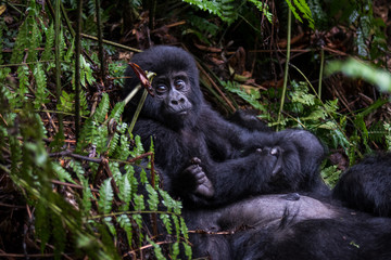 Mountain gorillas in the rainforest. Uganda. Bwindi Impenetrable Forest National Park. An excellent illustration