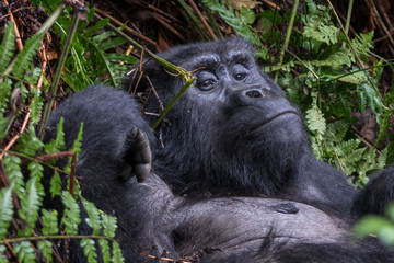 Mountain gorillas in the rainforest. Uganda. Bwindi Impenetrable Forest National Park. An excellent illustration