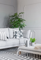 Patterned cushion on grey settee in living room interior with plant on table on striped carpet....