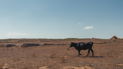 Fototapeta na wymiar Grazing skinny cows on top of a mountain