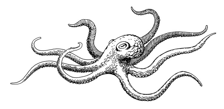 octopus, decorative ink hand drawing