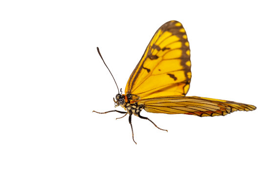 Isolated hide view of yellow coster butterfly ( Acraea issoria ) on white
