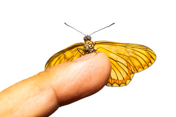 Isolated dorsal view of yellow coster butterfly ( Acraea issoria ) on white