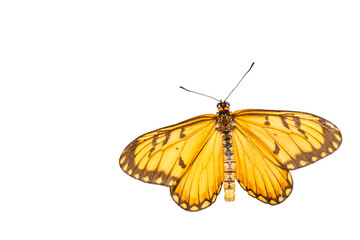 Fototapeta na wymiar Isolated dorsal view of yellow coster butterfly ( Acraea issoria ) on white