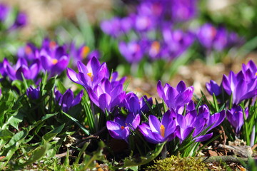 First spring flowers in german garden. Vibrant dark purple crocuses with orange pistils in the grass. 