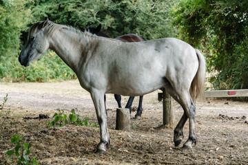 free grey horse from sidde in new forest, england