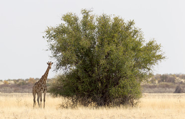 Single adult giraffe in the Kalahari