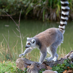 Lémurien Maki catta (Lemur catta)