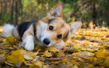 Dog breed Welsh Corgi Pembroke on a walk in a beautiful autumn forest.