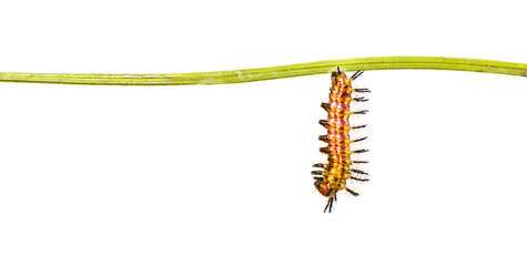 Mature caterpillar of yellow coster butterfly ( Acraea issoria ) hanging on twig
