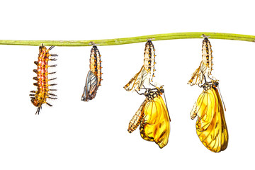 Transformation of yellow coster butterfly ( Acraea issoria ) from caterpillar and pupa hanging on twig