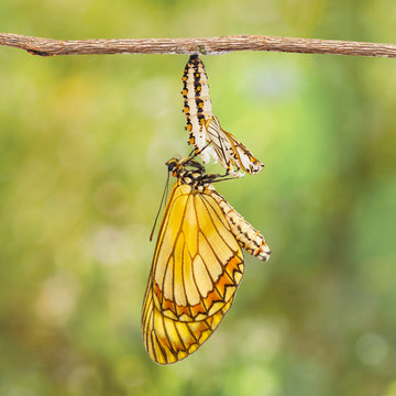 Emerged yellow coster butterfly ( Acraea issoria ) and mature chrysalis hanging on twig