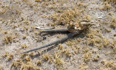 Death in the Desert - Oryx (gemsbok) antelope skull