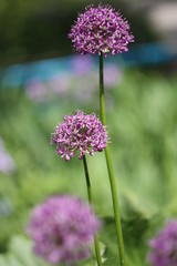 purple flowers in the garden
