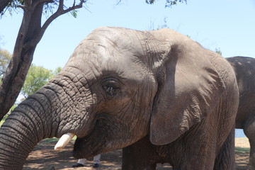 Obraz premium Zambian Elephant
