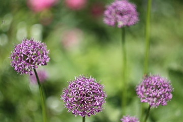 purple flowers in the garden