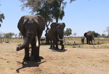 Zambian Elephant