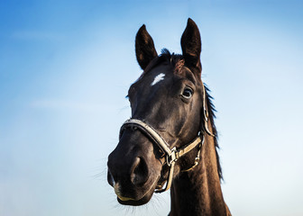 a clever horse looks out of his neck